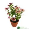 Lonicera Periclymenum 'Strawberries & Cream' Honeysuckle 3 Ltr Pots -Garden Outdoor Store 5055028659568
