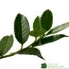 Ilex X Koehneana 'Chestnut Leaf' Holly 2m Tall -Garden Outdoor Store 5055028663077