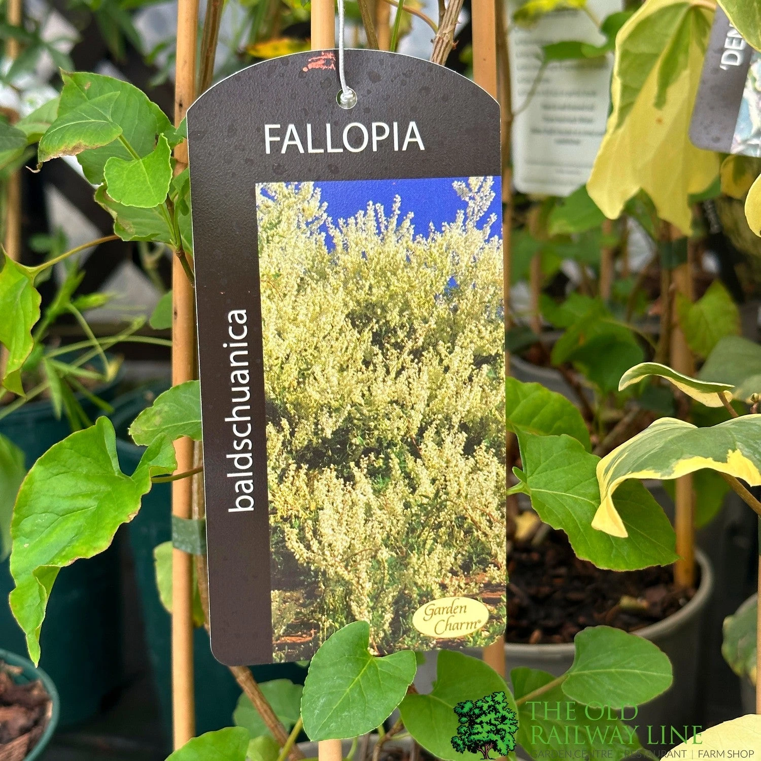 Fallopia 'Baldschuanica' Russian Vine Climber 3Ltr Pot 3 Fallopia 'Baldschuanica' Russian Vine Climber 3Ltr Pot