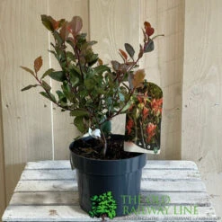 Photinia X Fraseri 'Little Red Robin' 3Ltr Pot (NL) -Garden Outdoor Store 5055286310355 2