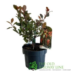 Photinia X Fraseri 'Little Red Robin' 3Ltr Pot (NL) -Garden Outdoor Store 5055286310355
