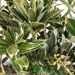 Pieris 'Polar Passion' 3Ltr Pot (NL) 5 Pieris 'Polar Passion' 3Ltr Pot (NL) -Garden Outdoor Store 5055286310560 2