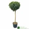 Ilex ? Meserveae 'Blue Maid' 90cm Stem 1 Ilex ? Meserveae 'Blue Maid' 90cm Stem -Garden Outdoor Store 5056461015140