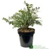 Eucalyptus Gunni 5Ltr Pot 1 Eucalyptus Gunni 5Ltr Pot -Garden Outdoor Store 5056461024333