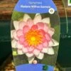 Water Lily Nymphaea Madame Wilfron Gonnere Pond Plant 3Ltr Pot -Garden Outdoor Store 755598910261