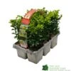 Buxus Sempervirens 6 Pack Of Plants 1 Buxus Sempervirens 6 Pack Of Plants -Garden Outdoor Store 8712044907956
