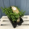 Buxus Six Pack Box Plants (NL) -Garden Outdoor Store 8718985043241 bae4fb67 9fd0 49de a2dc 544820f6468b