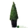 Buxus Pyramid Topiary Plant 22cm Pot -Garden Outdoor Store 8718985492360 2a862edb 6912 4bf6 ba7b 51f24962f89e
