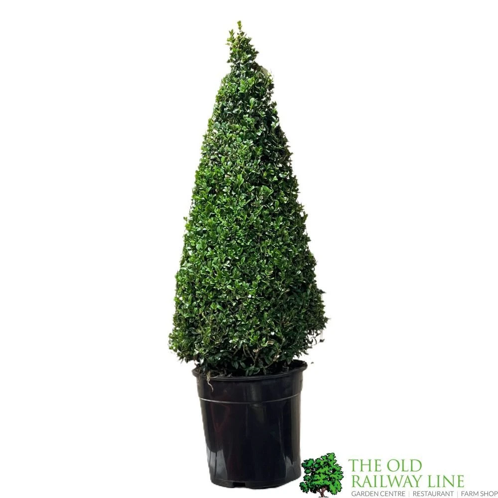 Buxus Pyramid Topiary Plant 22cm Pot 3 Buxus Pyramid Topiary Plant 22cm Pot