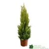 Cupressus Goldcrest 'Wilma' Pyramid 23cm Pot (NL) -Garden Outdoor Store 8718985830919 dddf7b2d 8ab5 4fb4 b8dc da67bfd9d59a