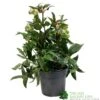 Helleborus ? Sahinii 'Winterbells' Hellebore 3Ltr Pot -Garden Outdoor Store 8719323105270