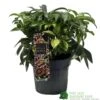 Hellebore 'Dacaya' Helleborus Plant 3Ltr Pot -Garden Outdoor Store 8719323773011